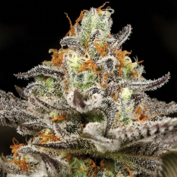 Sleepy Joe cannabis plants in bloom, grown from Feminised seeds – ideal for home cultivation from Anesia Seeds
