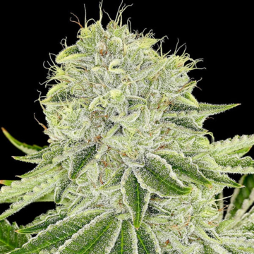 Cash Cow cannabis plants in bloom, grown from Feminised seeds – ideal for home cultivation from Anesia Seeds