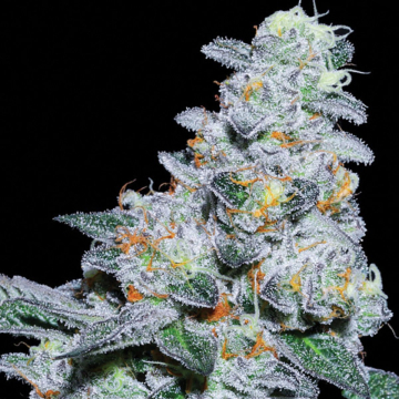 Captain Future cannabis plants in bloom, grown from Feminised seeds – ideal for home cultivation from Anesia Seeds