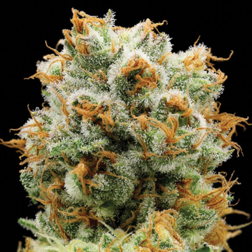 Bola Mintz® cannabis plants in bloom, grown from Feminised seeds – ideal for home cultivation from Anesia Seeds