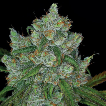 Bruce Banner #3 cannabis plants in bloom, grown from Feminised seeds – ideal for home cultivation from Anesia Seeds