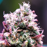 Amnesia Flash Auto cannabis plants in bloom, grown from Automatic seeds – ideal for home cultivation from Anesia Seeds