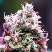Amnesia Flash Auto cannabis plants in bloom, grown from Automatic seeds – ideal for home cultivation from Anesia Seeds