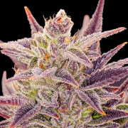 Auto Imperium X® cannabis plants in bloom, grown from Automatic seeds – ideal for home cultivation from Anesia Seeds