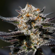 Calypso Sunrocks cannabis plants in bloom, grown from Feminised seeds – ideal for home cultivation from Anesia Seeds