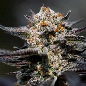 Calypso Sunrocks cannabis plants in bloom, grown from Feminized seeds – ideal for home cultivation from Anesia Seeds