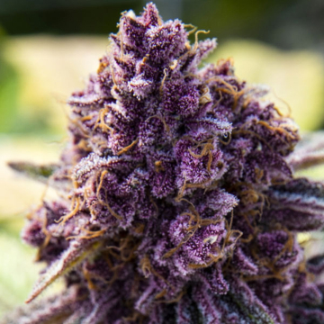 Dankberry cannabis plants in bloom, grown from Feminised seeds – ideal for home cultivation from Anesia Seeds