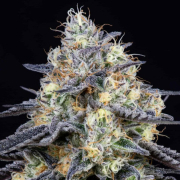 Foster cannabis plants in bloom, grown from Feminised seeds – ideal for home cultivation from Anesia Seeds