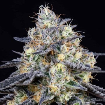 Foster cannabis plants in bloom, grown from Feminised seeds – ideal for home cultivation from Anesia Seeds