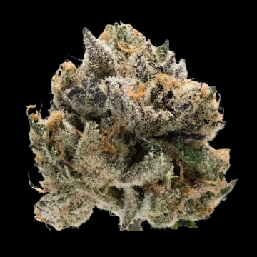 Double xl Tropical Cookies cannabis plants in bloom, grown from Automatic seeds – ideal for home cultivation from Growers Choice