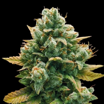 GODFATHER BOMB cannabis plants in bloom, grown from Feminized seeds – ideal for home cultivation from Bomb Seeds