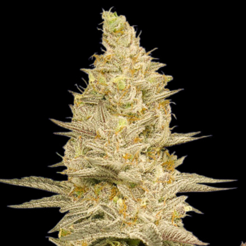 GLOOKIE BOMB cannabis plants in bloom, grown from Feminised seeds – ideal for home cultivation from Bomb Seeds