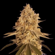 BAKED BOMB cannabis plants in bloom, grown from Feminized seeds – ideal for home cultivation from Bomb Seeds