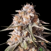 BAKED BOMB AUTO cannabis plants in bloom, grown from Automatic seeds – ideal for home cultivation from Bomb Seeds