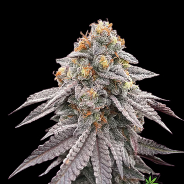 RUNTZ BOMB cannabis plants in bloom, grown from Feminised seeds – ideal for home cultivation from Bomb Seeds