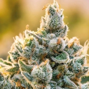 Vanilla Frosting cannabis plants in bloom, grown from Feminized seeds – ideal for home cultivation from Anesia Seeds