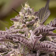 Tahiti Vibez Auto cannabis plants in bloom, grown from Automatic seeds – ideal for home cultivation from Anesia Seeds