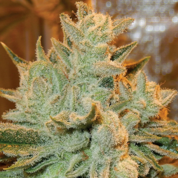 Auto Betty cannabis plants in bloom, grown from Automatic seeds – ideal for home cultivation from Anesia Seeds