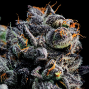 Auto Blueberry Banana cannabis plants in bloom, grown from Automatic seeds – ideal for home cultivation from Anesia Seeds