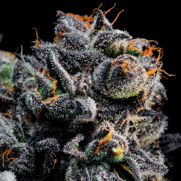 Auto Blueberry Banana cannabis plants in bloom, grown from Automatic seeds – ideal for home cultivation from Anesia Seeds