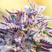 Auto BubbleGum cannabis plants in bloom, grown from Automatic seeds – ideal for home cultivation from Anesia Seeds