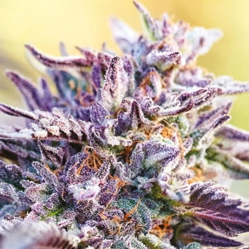 Auto BubbleGum cannabis plants in bloom, grown from Automatic seeds – ideal for home cultivation from Anesia Seeds