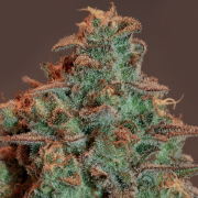 Auto Nova OG cannabis plants in bloom, grown from Automatic seeds – ideal for home cultivation from Anesia Seeds