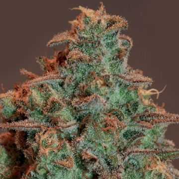Auto Nova OG cannabis plants in bloom, grown from Automatic seeds – ideal for home cultivation from Anesia Seeds