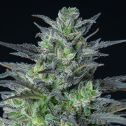 Auto Sleepy Joe cannabis plants in bloom, grown from Automatic seeds – ideal for home cultivation from Anesia Seeds