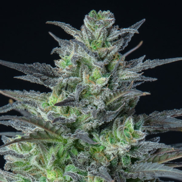 Auto Sleepy Joe cannabis plants in bloom, grown from Automatic seeds – ideal for home cultivation from Anesia Seeds
