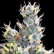 Auto Yuhbary cannabis plants in bloom, grown from Automatic seeds – ideal for home cultivation from Anesia Seeds