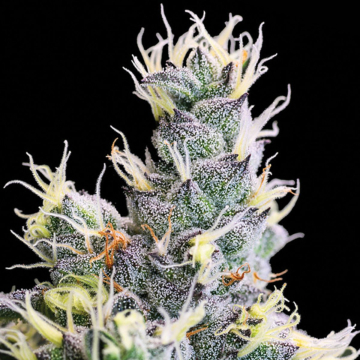 Auto Yuhbary cannabis plants in bloom, grown from Automatic seeds – ideal for home cultivation from Anesia Seeds