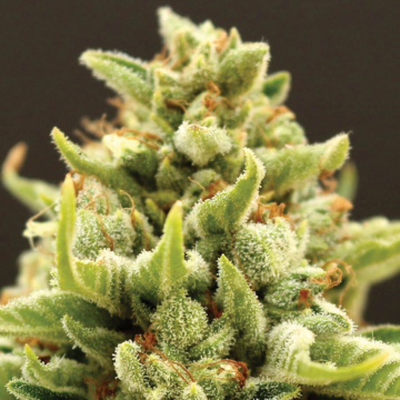 Banana Kush Auto cannabis plants in bloom, grown from Automatic seeds – ideal for home cultivation from Anesia Seeds