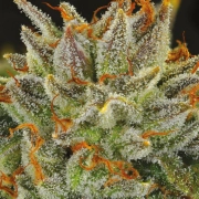 Fat Monkey Auto cannabis plants in bloom, grown from Automatic seeds – ideal for home cultivation from Anesia Seeds