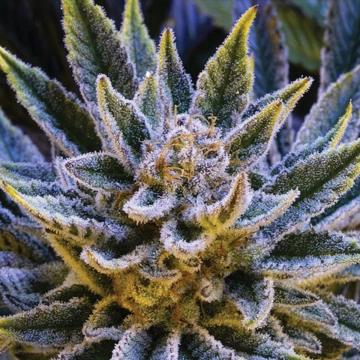 Pineapple Runtz Auto cannabis plants in bloom, grown from Automatic seeds – ideal for home cultivation from Anesia Seeds