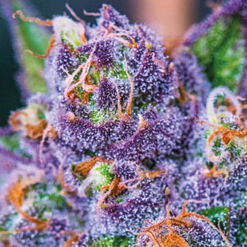 Purple Domina Auto cannabis plants in bloom, grown from Automatic seeds – ideal for home cultivation from Anesia Seeds