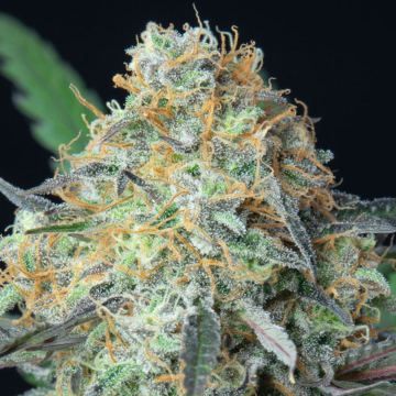 Rainbow Donut Auto cannabis plants in bloom, grown from Automatic seeds – ideal for home cultivation from Anesia Seeds