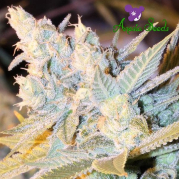 Triple Cheese Auto cannabis plants in bloom, grown from Automatic seeds – ideal for home cultivation from Anesia Seeds