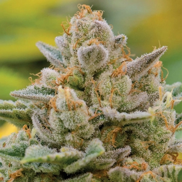 Big Bazooka Auto cannabis plants in bloom, grown from Automatic seeds – ideal for home cultivation from Anesia Seeds