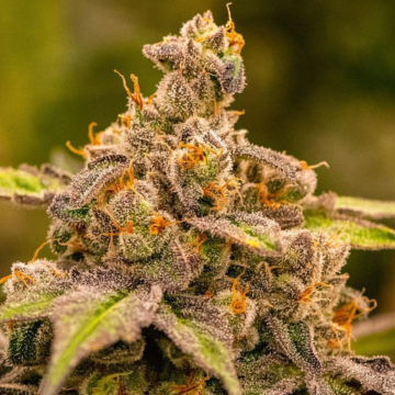 UMME cannabis plants in bloom, grown from Feminised seeds – ideal for home cultivation from Anesia Seeds