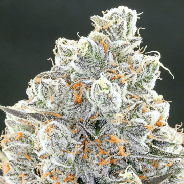 Original Gorilla #4 cannabis plants in bloom, grown from Feminised seeds – ideal for home cultivation from Anesia Seeds