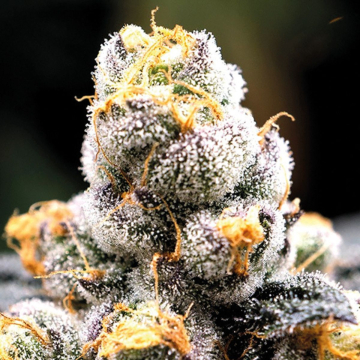 Anesia Scout Cookies cannabis plants in bloom, grown from Feminised seeds – ideal for home cultivation from Anesia Seeds