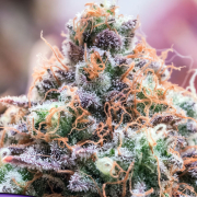 Future Island cannabis plants in bloom, grown from Feminised seeds – ideal for home cultivation from Anesia Seeds