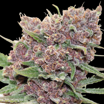 Gelato Dream cannabis plants in bloom, grown from Feminised seeds – ideal for home cultivation from Anesia Seeds