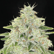Haze Queen cannabis plants in bloom, grown from Feminised seeds – ideal for home cultivation from Anesia Seeds