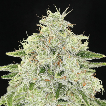 Haze Queen cannabis plants in bloom, grown from Feminised seeds – ideal for home cultivation from Anesia Seeds