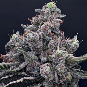 Mob Boss cannabis plants in bloom, grown from Feminised seeds – ideal for home cultivation from Anesia Seeds