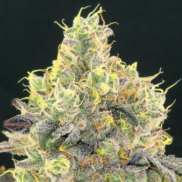 Nova OG cannabis plants in bloom, grown from Feminised seeds – ideal for home cultivation from Anesia Seeds
