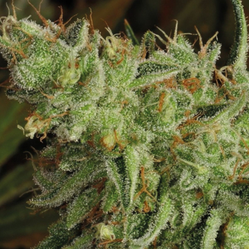 Sour Apple cannabis plants in bloom, grown from Feminised seeds – ideal for home cultivation from Anesia Seeds