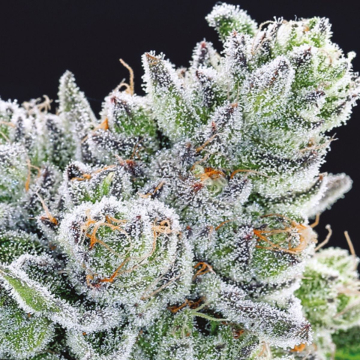 Sour Betty cannabis plants in bloom, grown from Feminised seeds – ideal for home cultivation from Anesia Seeds